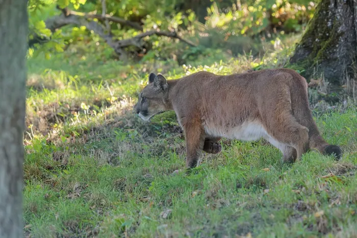 Framed Print : A male cougar (Puma concolor) runs through tall grass in a forest