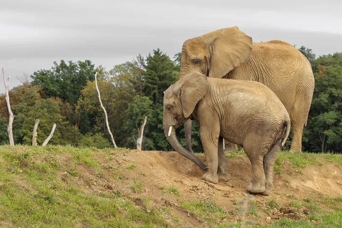 Framed Print : A male elephant calf (Loxodonta africana) digs for minerals with its trunk Framed Print : A male elephant calf (Loxodonta africana) digs for minerals with its trunk