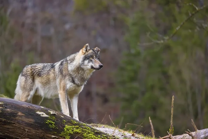 Framed Print : A male Eurasian gray wolf (Canis lupus lupus)