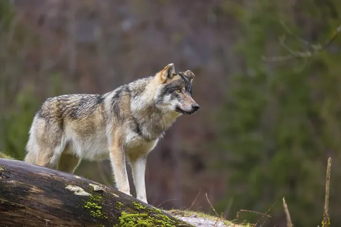 Framed Print : A male Eurasian gray wolf (Canis lupus lupus)