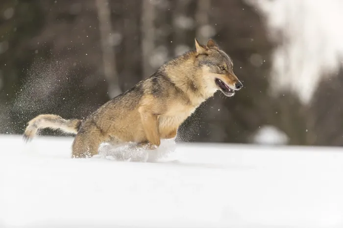 Framed Print : One male eurasian gray wolf (Canis lupus lupus) running thru deep snow with a forest in the background