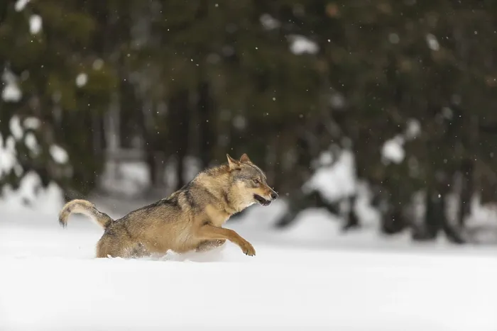 Framed Print : One male eurasian gray wolf (Canis lupus lupus) running thru deep snow with a forest in the background
