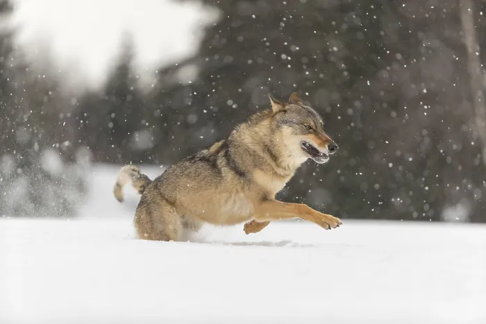 Framed Print : One male eurasian gray wolf (Canis lupus lupus) running thru deep snow during snow fall Framed Print : One male eurasian gray wolf (Canis lupus lupus) running thru deep snow during snow fall