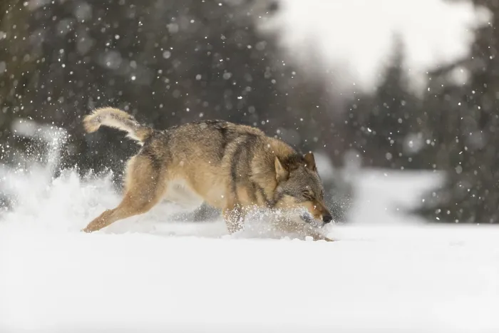 Framed Print : One male eurasian gray wolf (Canis lupus lupus) running thru deep snow during snow fall