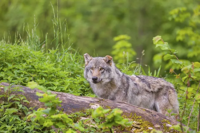 Framed Print : A male Eurasian gray wolf (Canis lupus lupus) stands on a hill Framed Print : A male Eurasian gray wolf (Canis lupus lupus) stands on a hill