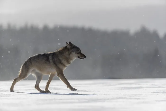 Framed Print : One male eurasian gray wolf (Canis lupus lupus) walking thru deep snow with a forest in the background
