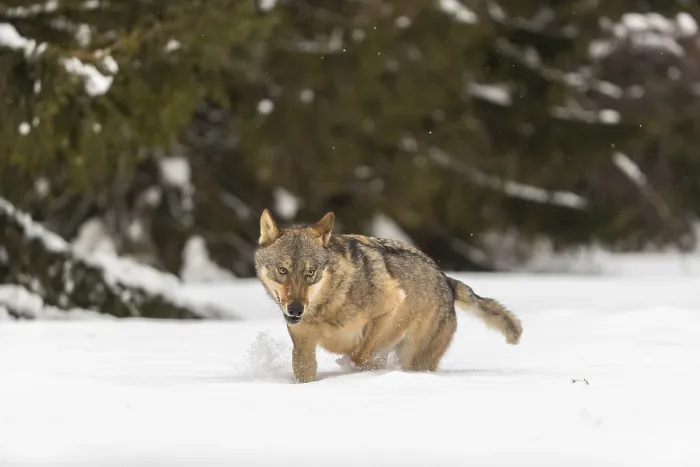 Framed Print : One male eurasian gray wolf (Canis lupus lupus) walking thru deep snow with a forest in the background