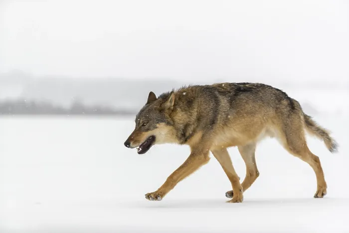 Framed Print : One male eurasian gray wolf (Canis lupus lupus) walking thru deep snow during snow fall