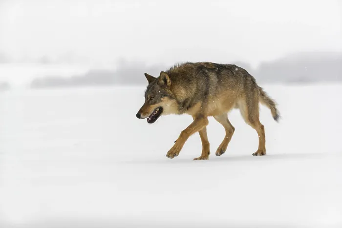 Framed Print : One male eurasian gray wolf (Canis lupus lupus) walking thru deep snow during snow fall