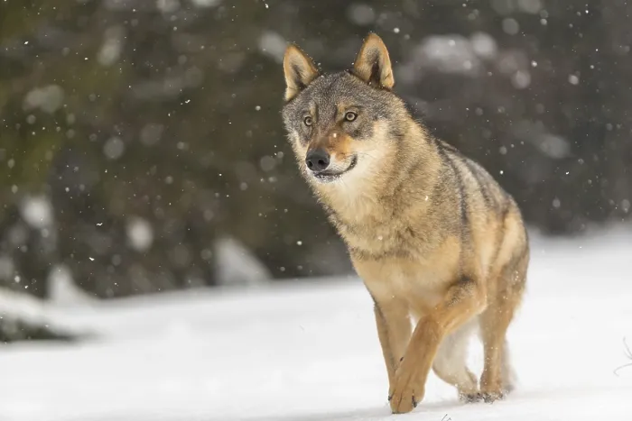 Framed Print : One male eurasian gray wolf (Canis lupus lupus) walking thru deep snow during snow fall Framed Print : One male eurasian gray wolf (Canis lupus lupus) walking thru deep snow during snow fall