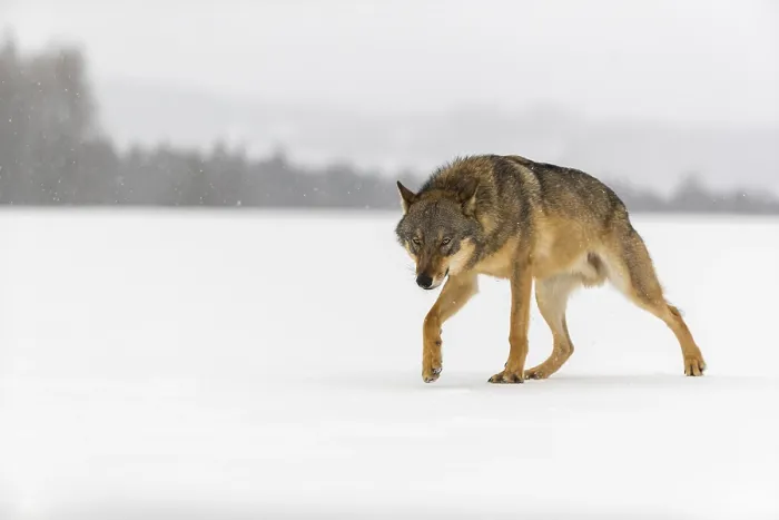 Framed Print : One male eurasian gray wolf (Canis lupus lupus) walking thru deep snow during snow fall