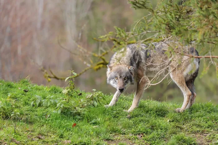 Framed Print : A male eurasian grey wolf (Canis lupus lupus)