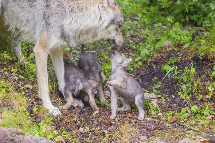 Framed Print : A male Eurasian Grey Wolf (Canis lupus lupus) feeds his pups with meat that he chokes out Framed Print : A male Eurasian Grey Wolf (Canis lupus lupus) feeds his pups with meat that he chokes out
