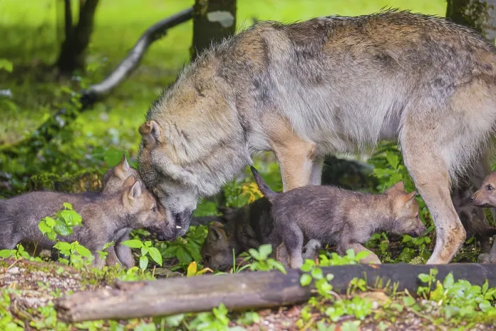 Framed Print : A male Eurasian Grey Wolf (Canis lupus lupus) feeds his pups with meat that he chokes out Framed Print : A male Eurasian Grey Wolf (Canis lupus lupus) feeds his pups with meat that he chokes out