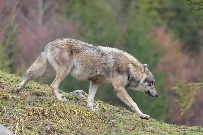 Framed Print : A male eurasian grey wolf (Canis lupus lupus) runs across a meadow down a hill Framed Print : A male eurasian grey wolf (Canis lupus lupus) runs across a meadow down a hill