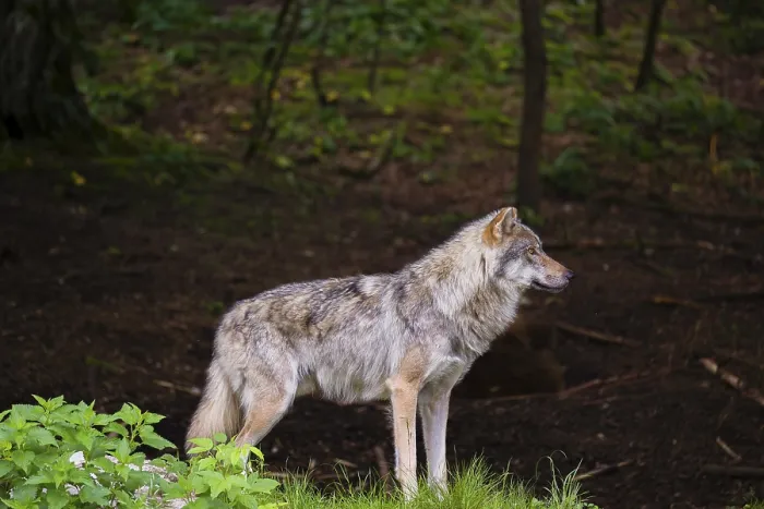 Framed Print : A male Eurasian grey wolf (Canis lupus lupus) stands at the edge of a dark forest