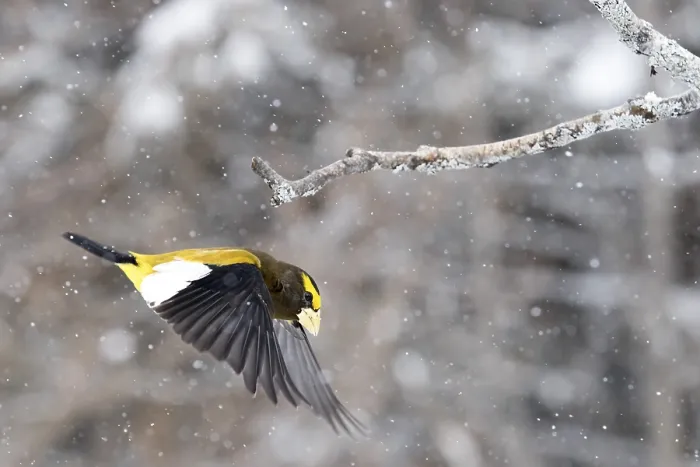 Framed Print : Male Evening Finch in winter flight Framed Print : Male Evening Finch in winter flight