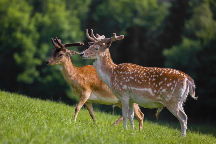 Framed Print : Two male fallow deer (Dama dama) stand on a meadow
