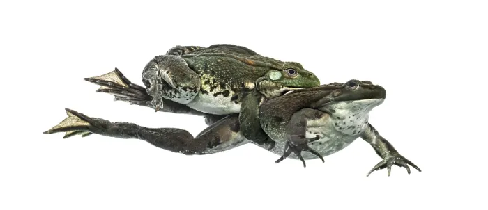 Framed Print : Male and female frog copulating, isolated on white Framed Print : Male and female frog copulating, isolated on white