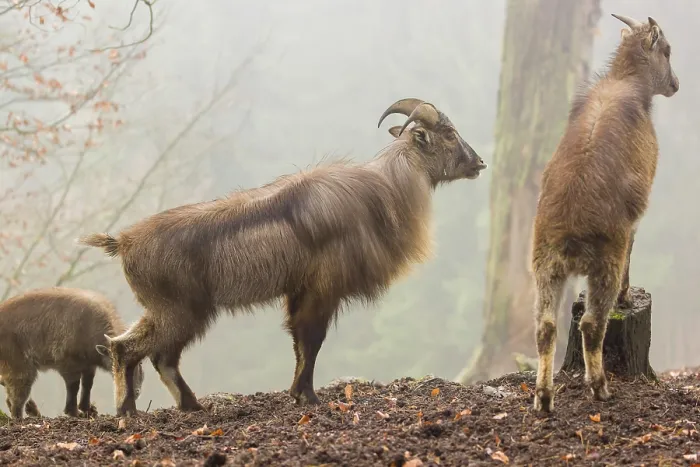 Framed Print : A male and a female Himalayan Tahr (Hemitragus jemlahicus) stand in the forest on a foggy day Framed Print : A male and a female Himalayan Tahr (Hemitragus jemlahicus) stand in the forest on a foggy day