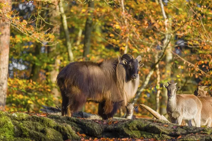 Framed Print : A male and a female Himalayan tahr (Hemitragus jemlahicus) stand on a rock