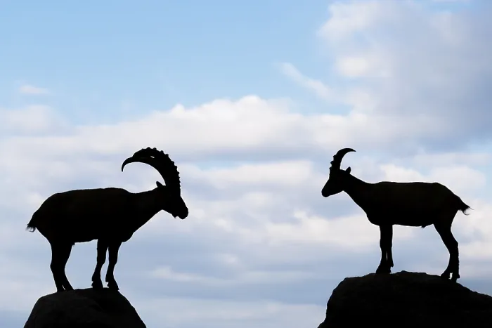 Framed Print : A male and female ibex (Capra ibex) stand facing each other on separate rocks
