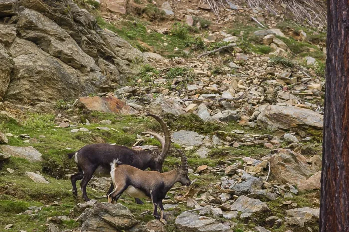 Framed Print : A male and a female ibex (Capra ibex) stand in a steep rock face