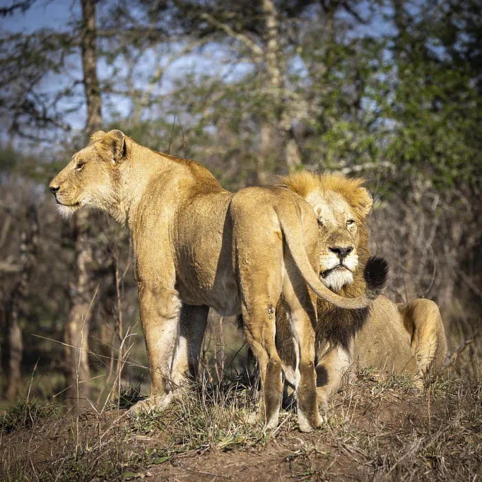 Framed Print : Male and female lion (Panthera leo) on hill