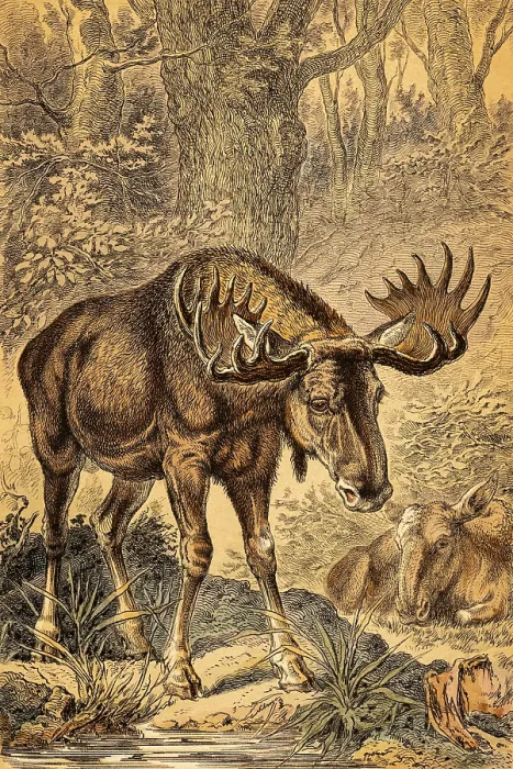 Framed Print : Male and female moose (Alces alces) or elk