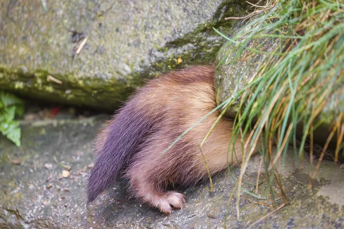 Framed Print : A male ferret (Mustela putorius furo) enters a crevice