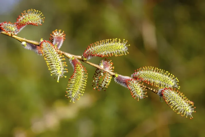 Framed Print : Male flower catkins of Purple willow (Salix purpurea)