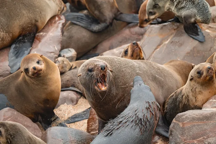 Framed Print : Male fur seals fighting for territory