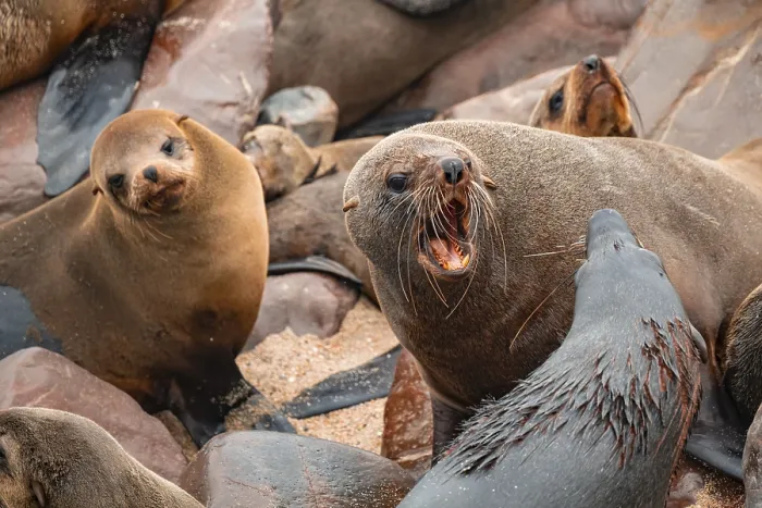 Framed Print : Male fur seals fighting for territory