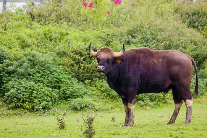 Framed Print : A male Gaur (Bos gaurus gaurus) stands on a green meadow Framed Print : A male Gaur (Bos gaurus gaurus) stands on a green meadow