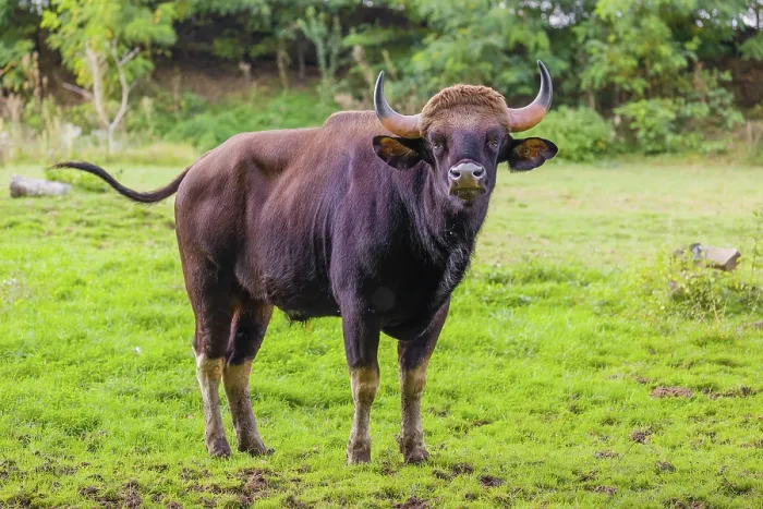 Framed Print : A male Gaur (Bos gaurus gaurus) stands on a green meadow