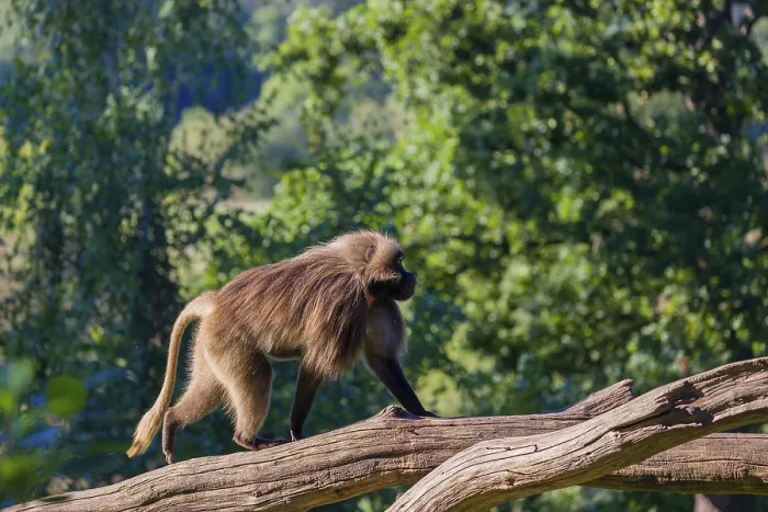 Framed Print : One male Gelada (Theropithecus gelada)