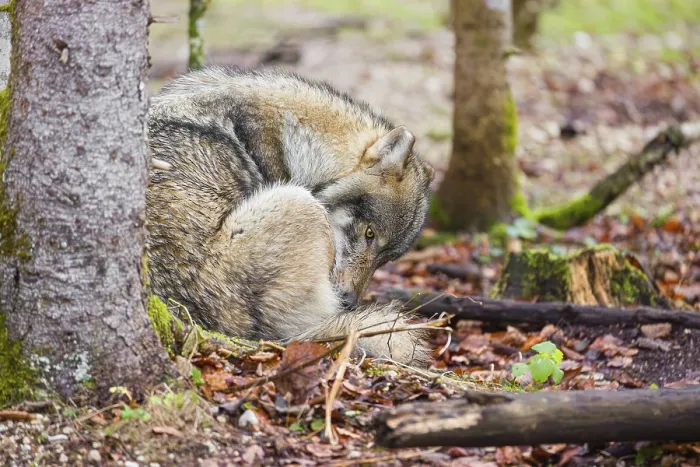 Framed Print : A male gray wolf (Canis lupus lupus) sits next to a tree in a forest and grooms himself