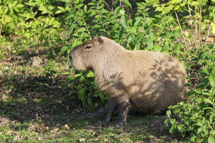 Framed Print : A male greater capybara (Hydrochoerus hydrochaeris) rests in the dense riparian vegetation on the river bank