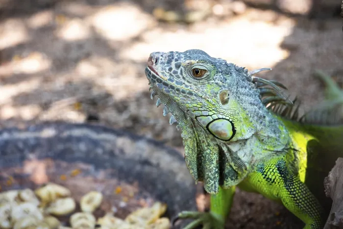 Framed Print : Male Green iguana, American iguana or Iguana iguana