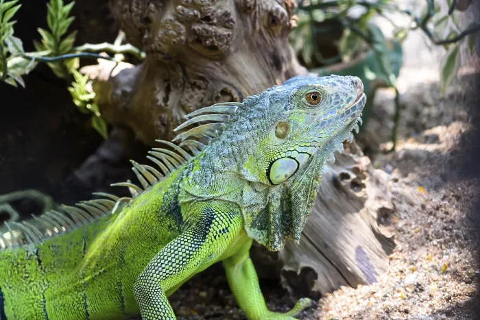 Framed Print : Male Green iguana, American iguana or Iguana iguana