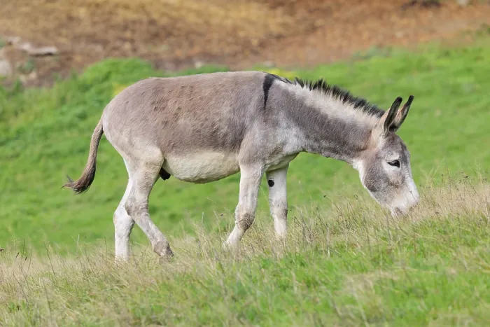 Framed Print : A male grey domestic donkey (Equus asinus) grazes in a green paddock