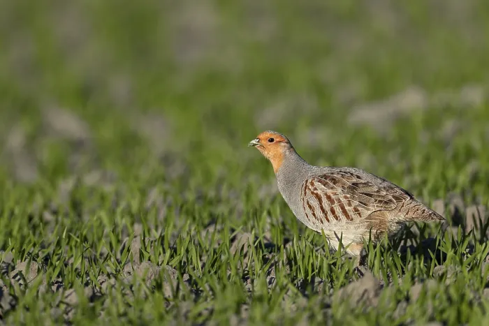 Framed Print : A male grey partridge (Perdix perdix) in breeding plumage searches for food in a grain field