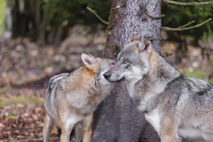 Framed Print : A male grey wolf (Canis lupus lupus) meets with one of his pups at the edge of the forest
