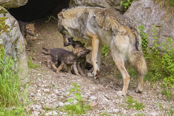 Framed Print : A male grey wolf (Canis lupus lupus) tries to get the pups to follow him to another