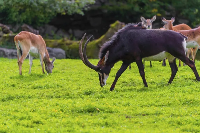Framed Print : One male and a group of female Sable antelope