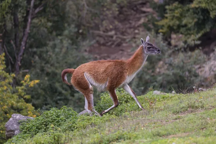 Framed Print : One male guanaco (Lama guanicoe) walks over steep terrain