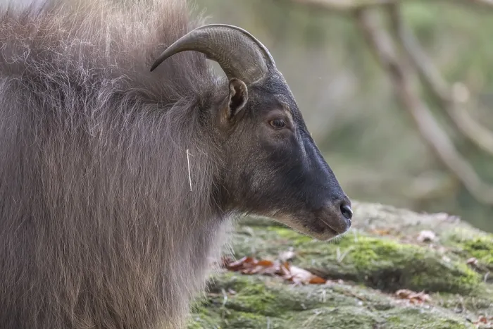 Framed Print : One male Himalayan Tahr (Hemitragus jemlahicus) standing in a forest