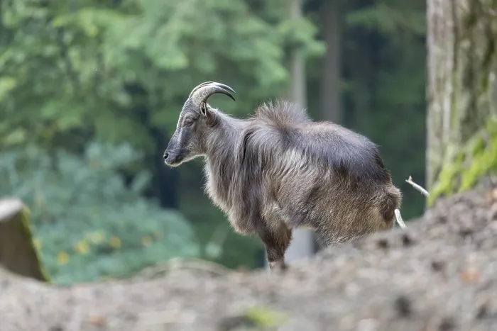 Framed Print : One male Himalayan Tahr (Hemitragus jemlahicus) standing in a forest Framed Print : One male Himalayan Tahr (Hemitragus jemlahicus) standing in a forest