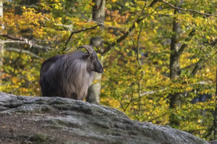 Framed Print : One male Himalayan Tahr (Hemitragus jemlahicus) standing on rocks in a forest