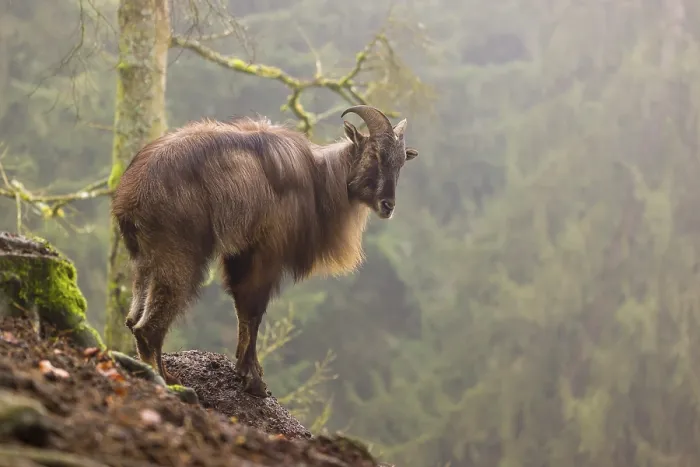 Framed Print : A male Himalayan Tahr (Hemitragus jemlahicus) stands in the forest on a foggy day